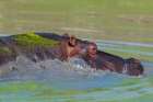 Hippopotamus partially submerged in a duckweed-covered pond Mala Mala Game Reserve-South Africa Art Print